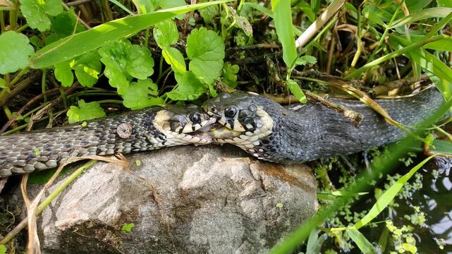 Natrix natrix aka Common Grass Snake. Two snakes in fight for food (marsh frog). Nature of Czech republic.