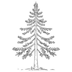 Detailed Outline Illustration of a Tall Fir Tree for Coloring Pages