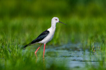 Szczudłak (Himantopus himantopus) podczas żerowania na płyciźnie na podmokłej łące. Ptak z długimi czerwonymi nogami