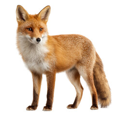 Fototapeta premium A majestic red fox standing gracefully, showcasing its vibrant fur and piercing gaze. The fox exhibits a strong presence, a symbol of both beauty and wildness