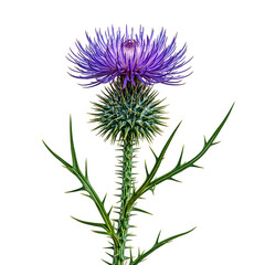 Vibrant blue thistle flower with spiky petals set against a clean white background Perfect for nature themed designs