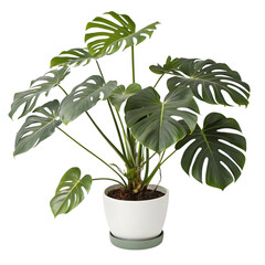 Stunning Monstera Deliciosa Plant in White Pot: Perfect for Home Decor