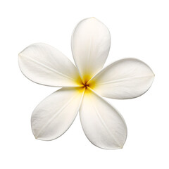 Beautiful white plumeria flower with a striking yellow center radiating a tropical vibe Perfectly centered and isolated on a white background