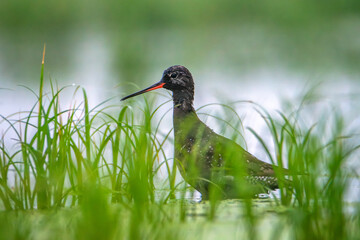 Brodziec śniady (Tringa erythropus) w szacie godowej w swoim naturalnym środowisku. Czarny ptak z czerwonym dziobem z rodziny bekasowatych lęgnący się na podmokłym obszarze © MatB