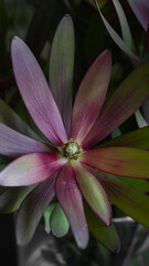 bouquet of leucadendron flowers close-up