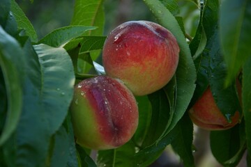 Twin Ripe Peaches on Tree Surrounded by Leaves