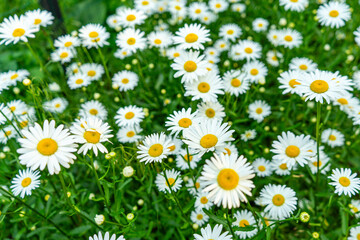 Fototapeta premium Delicate daisies blooming across the open steppe, creating a serene and picturesque natural scene. 