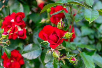 Beautiful roses blooming gracefully in the garden, filling the space with vibrant colors and natural elegance
