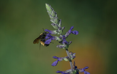 bee on lavender