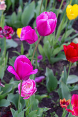 Colorful tulips bloom vibrantly in the garden, bringing a burst of spring beauty and charm to the natural setting

