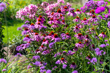 A vibrant summer garden filled with blooming purple coneflowers (Echinacea purpurea) and clusters...