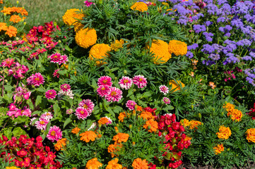 Colorful summer flowerbed in full bloom with a mix of marigolds, zinnias, ageratum, and other vibrant annual flowers. A rich display of red, orange, pink, purple, and yellow tones in bright daylight.