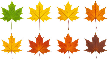 Obraz premium Various Colored Autumn Leaves Set