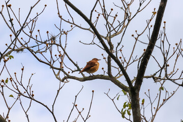 A Rufous Hornero with brown plumage is perched on a dry, leafless tree branch, with a clear sky in the background and other dry branches around, in Sao Paulo, Brazil.