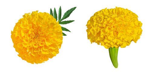 Set of Yellow Marigold flowers isolated on transparent background. Tagetes erecta, Mexican marigold, Aztec marigold, African marigold top and side view.
