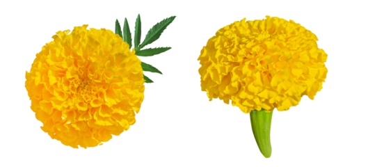 Set of Yellow Marigold flowers isolated on transparent background. Tagetes erecta, Mexican marigold, Aztec marigold, African marigold top and side view.