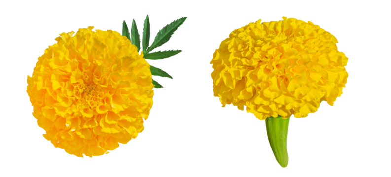 Set of Yellow Marigold flowers isolated on transparent background. Tagetes erecta, Mexican marigold, Aztec marigold, African marigold top and side view.