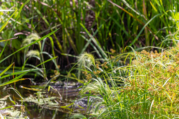 Close-up of lush wetland vegetation with papyrus-like grasses and sedges growing near the water’s edge. The vibrant green tones and natural lighting highlight the texture and detail of the plants