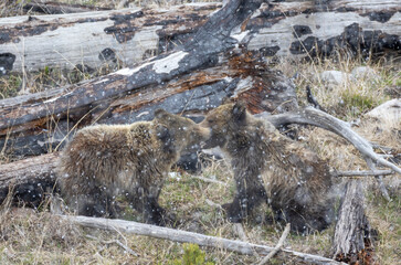Grizzly Bear Sow and Cub Playing During a Spring Snowstorm in Yellowstone National Park Wyoming