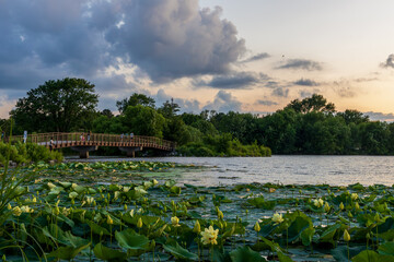 Beautiful Yellow Lotus blooming in the Holmes Lake Park in Lincoln, Nebraska