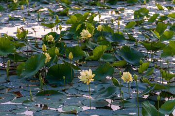 Beautiful Yellow Lotus blooming in the Holmes Lake Park in Lincoln, Nebraska
