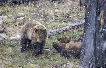 Grizzly Bear Sow and Cub Playing During a Spring Snowstorm in Yellowstone National Park Wyoming