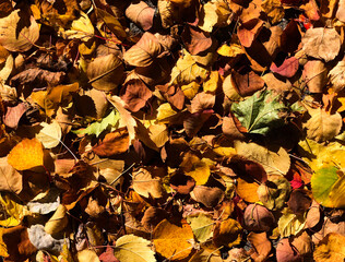 autumn leaves background