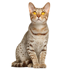 Obraz premium Elegant cat with striking gaze