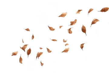 Dried brown leaves falling through the air on a white background, png, transparent