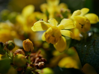yellow flower closeup