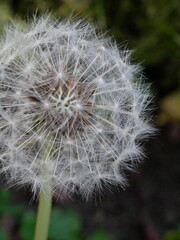 Fototapeta premium dandelion seed head