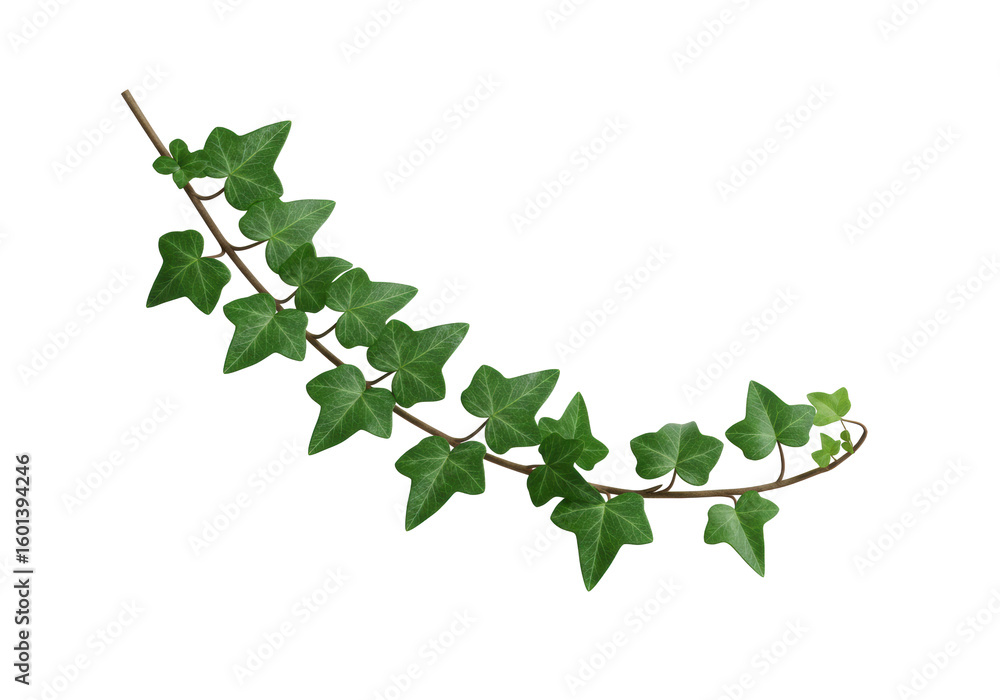 Poster an emerald green ivy branch with heart-shaped glossy leaves and visible veins, subtly curved, presen