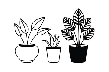 Houseplants In Decorative Pots