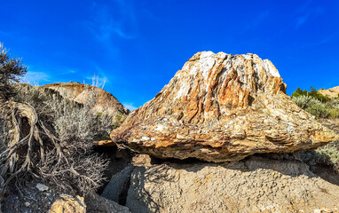 Theodore Roosevelt Park Petrified Trees Canyon