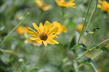 Yellow Flower