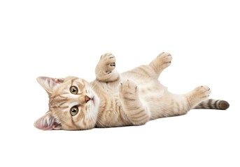 A young cream-colored tabby cat, fluffy fur, golden-green eyes, pink nose, whiskers, lying on back, paws extended, head tilted, looking at camera, transparent studio background, ultra