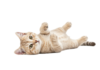 A young cream-colored tabby cat, fluffy fur, golden-green eyes, pink nose, whiskers, lying on back, paws extended, head tilted, looking at camera, transparent studio background, ultra