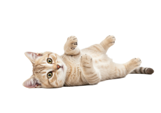 A young cream-colored tabby cat, fluffy fur, golden-green eyes, pink nose, whiskers, lying on back, paws extended, head tilted, looking at camera, transparent studio background, ultra
