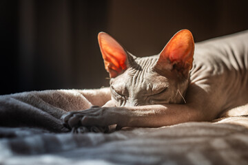cat lying on the carpet