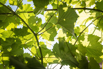 green leaves in sunlight