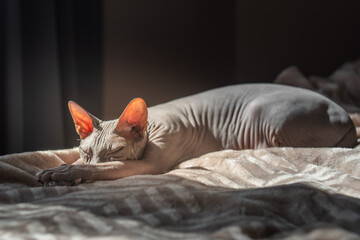 cat sleeping on the bed