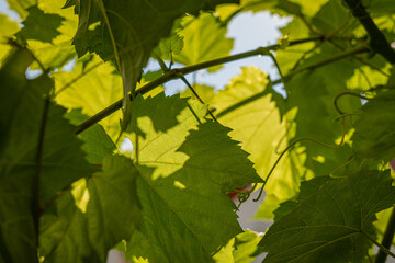 green leaves in sunlight