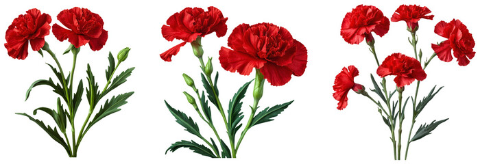 Red Carnations with Green Leaves Illustration Set on a transparent background