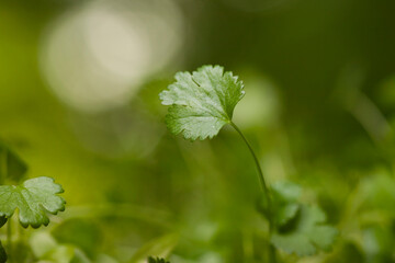 A single, vibrant green coriander leaf
