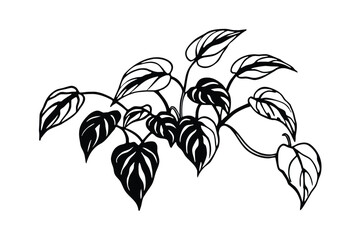 Sketch Of Trailing Pothos Plant