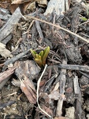 Fresh Green Plant Shoot Emerging Through Mulch