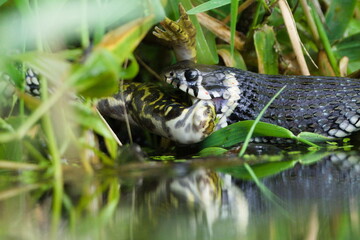Natrix natrix aka Common Grass Snake is eating frog. Nature of Czech republic.