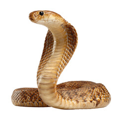 Fototapeta premium A cobra snake poised and ready to strike, showcasing its intimidating hood