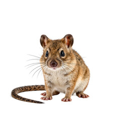 Adorable fawn colored shrew with long snout and tail captured in a minimalist setting on a white background