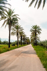 Obraz premium A scenic road lined with tall palm trees leads into the distance, surrounded by green fields and backed by a snow-capped mountain under a soft cloudy sky. Peaceful Mediterranean atmosphere.